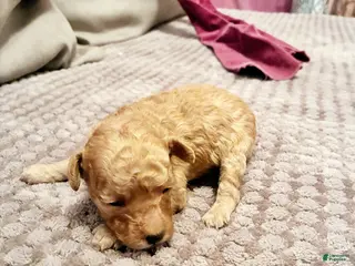 Toy Poodle dogs Apollodorus Tut , Toy Poodle Puppy - Ad 2