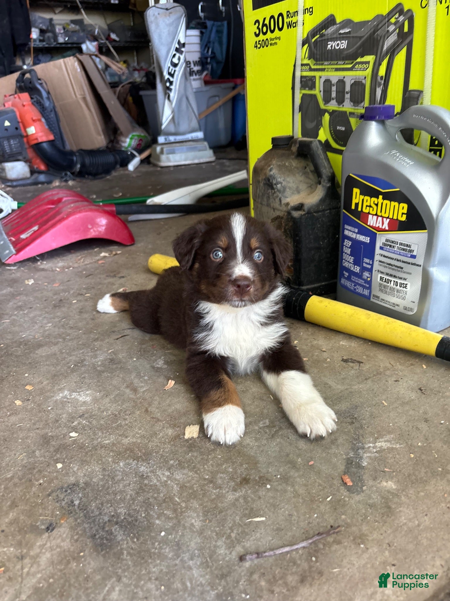 Australian Shepherd dogs Australian Shepherd 4 - Ad 5