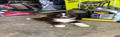 Australian Shepherd 4