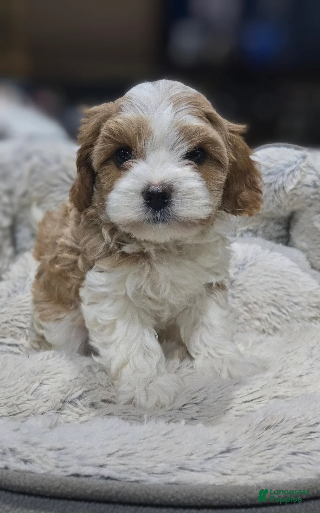 Cavapoo dogs for sale: Hal - Ad 1