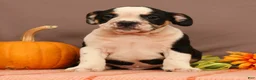 Beabull dogs for sale: Wyatt - Ad 2