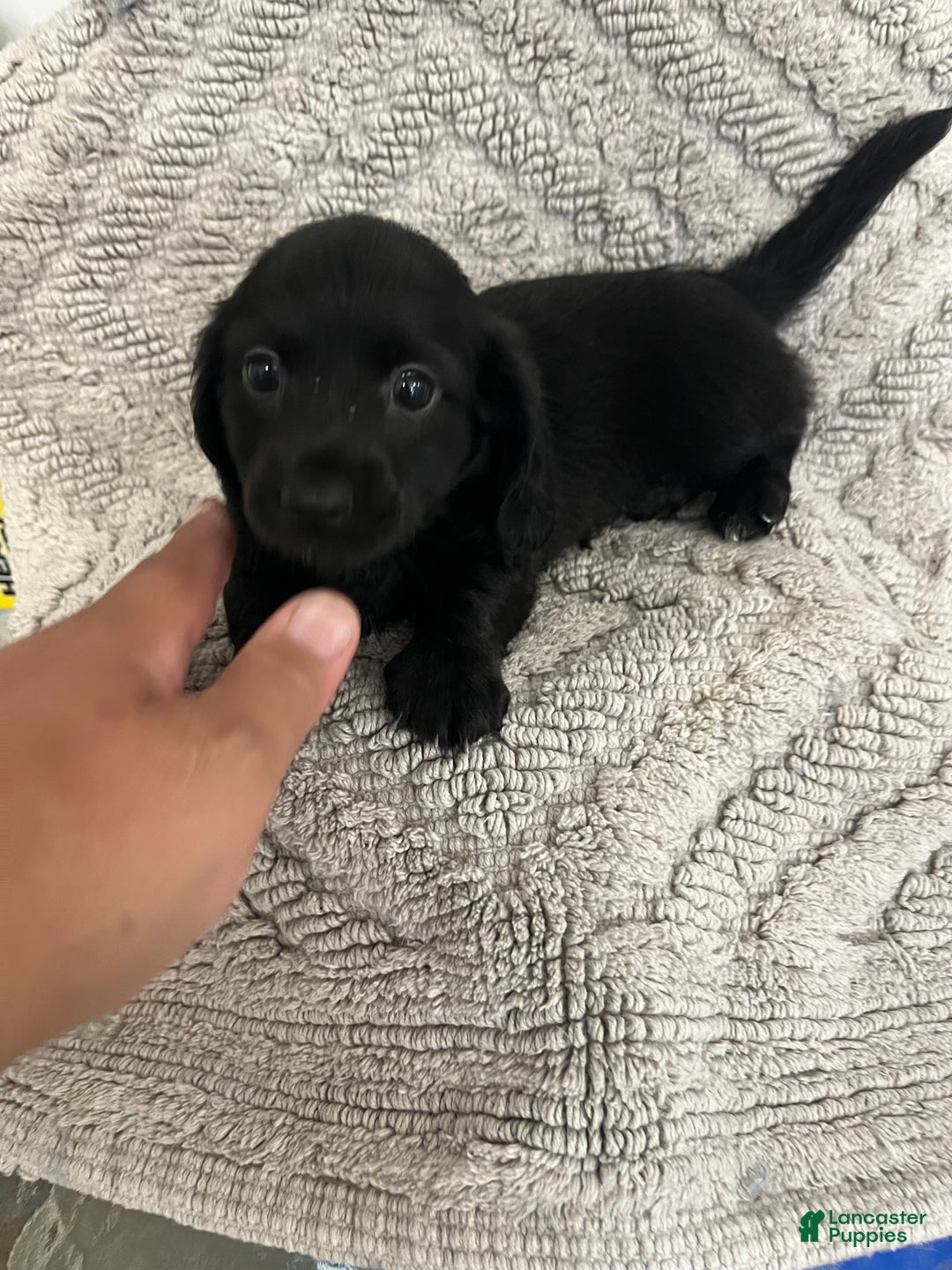 Miniature Dachshund dogs for sale: James - Ad 3