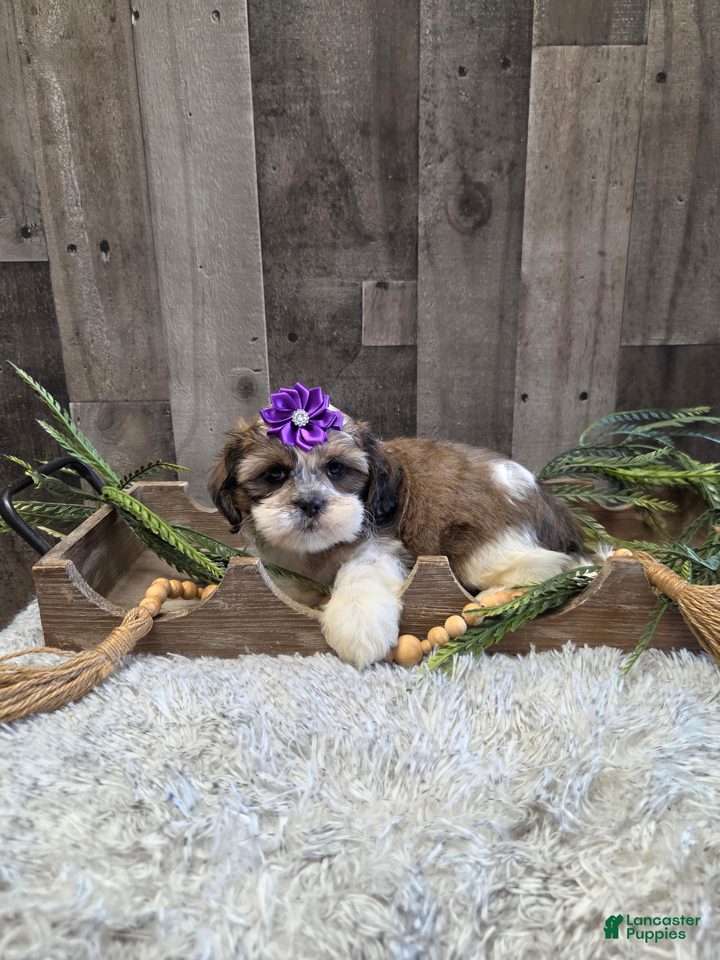 Shih Tzu dogs Summer - Ad 2
