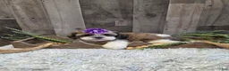 Shih Tzu dogs for sale: Summer - Ad 2