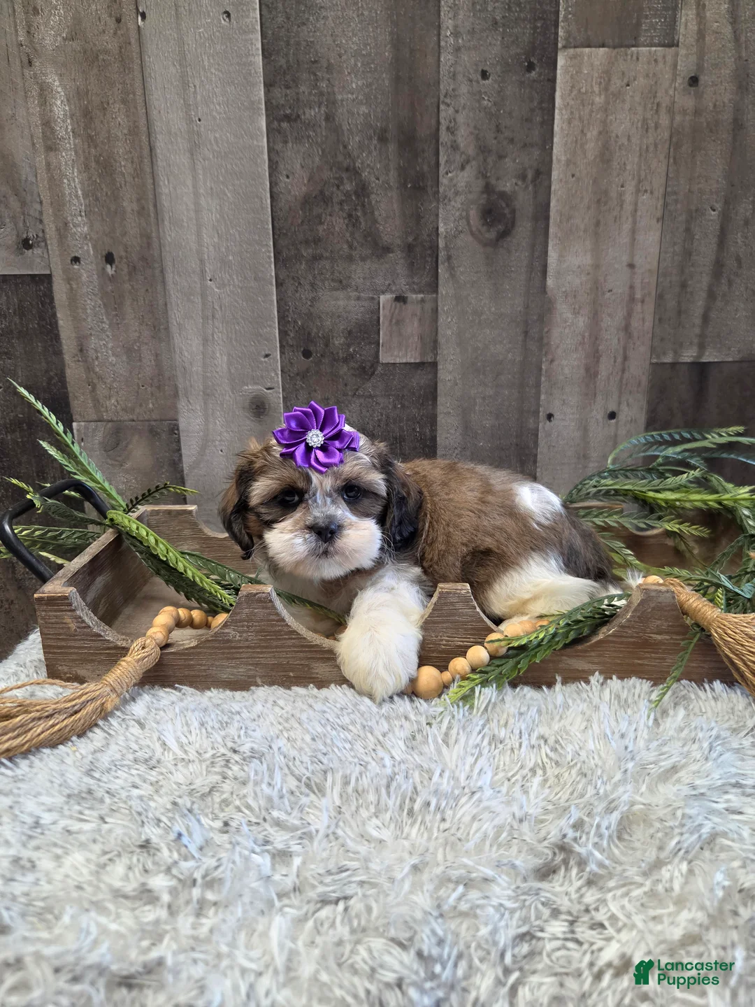 Shih Tzu dogs for sale: Summer - Ad 2