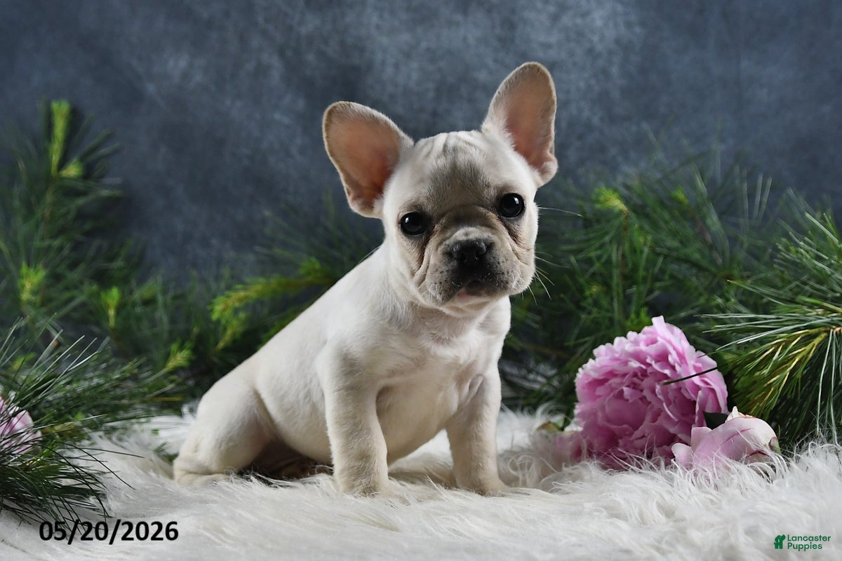 French Bulldog dogs Ivory - Ad 2