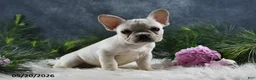 French Bulldog dogs for sale: Ivory - Ad 7