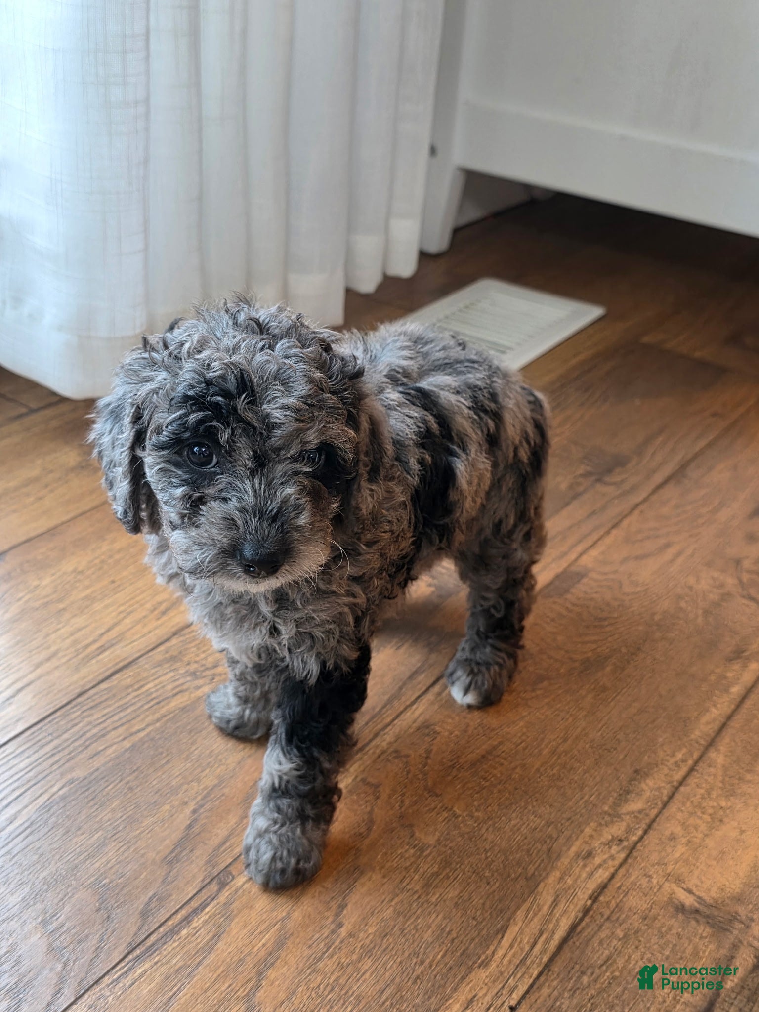 Mini Goldendoodle dogs Bella - Ad 33