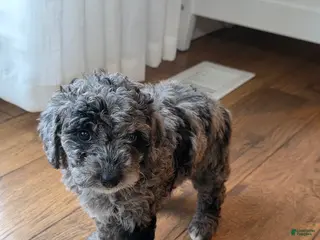 Mini Goldendoodle dogs Bella - Ad 29