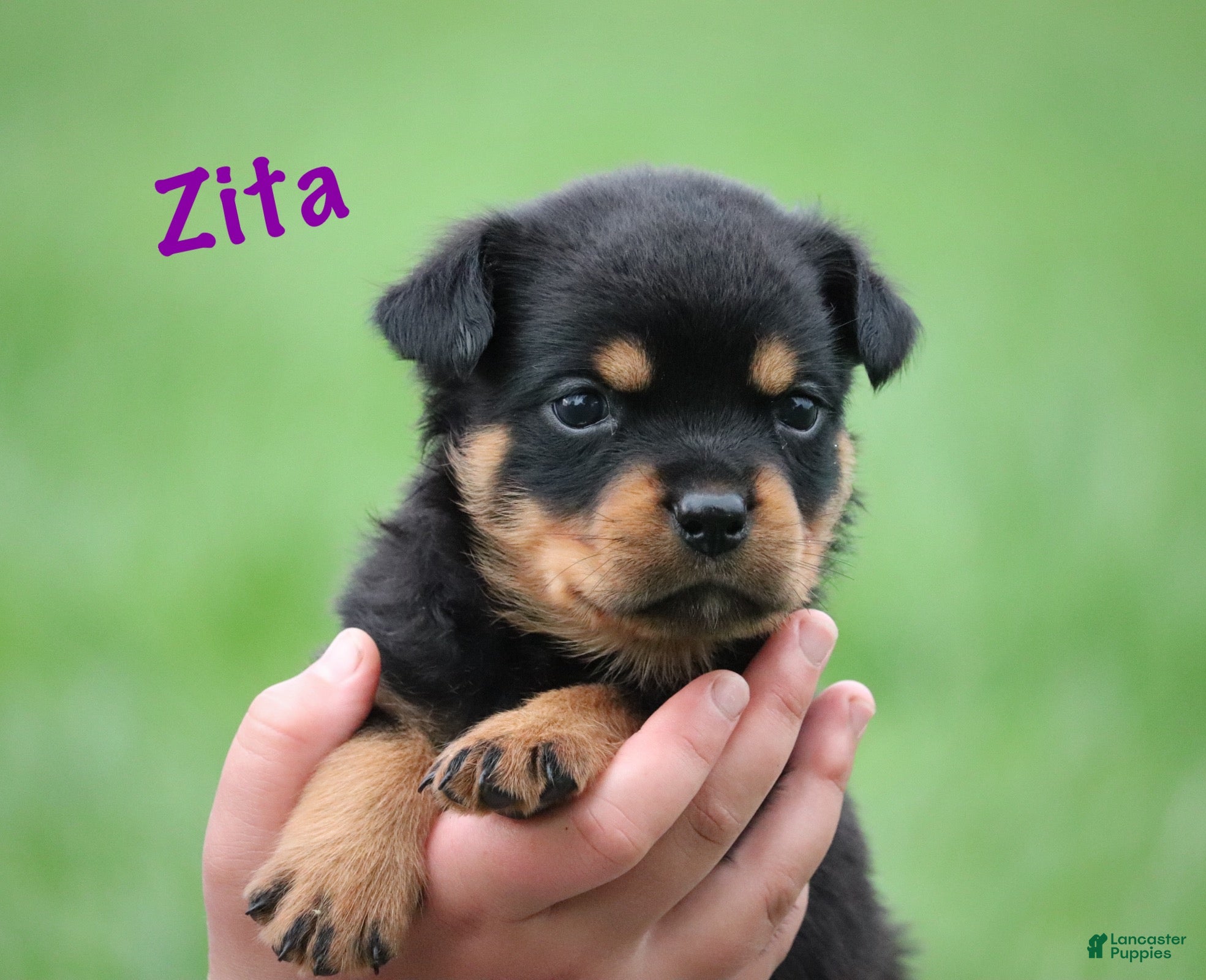 Rottweiler dogs Zita w LONG TAIL  - Ad 2