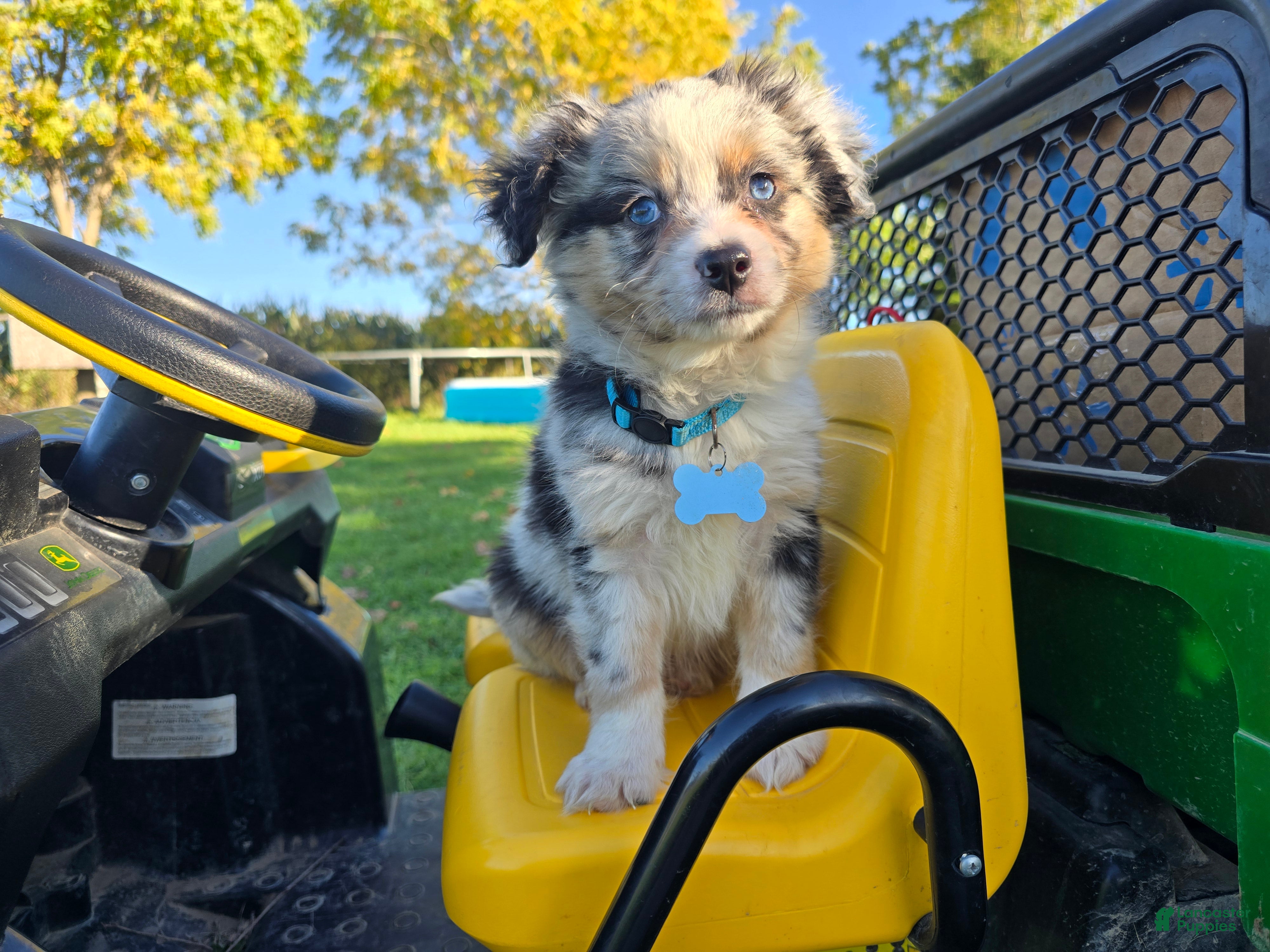 Toy Australian Shepherd dogs Boy 3 - Ad 1