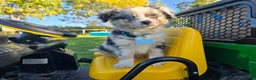Toy Australian Shepherd dogs for sale: Boy 3 - Ad 1