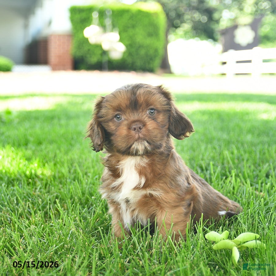 Mixed Breed dogs for sale: Simba  - Ad 4