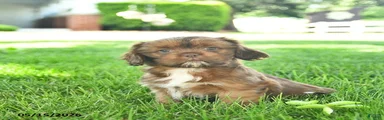 Simba 