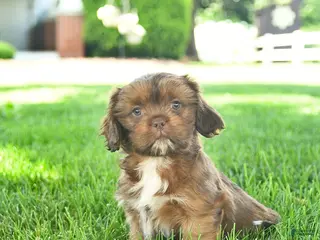 Mixed Breed dogs for sale: Simba - Ad 4