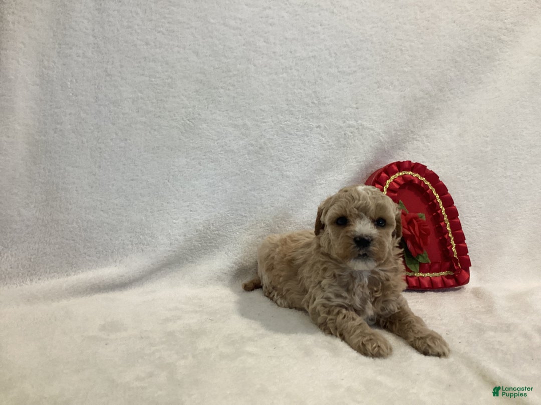 Maltipoo dogs for sale: Captain - Ad 3