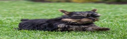 Yorkshire Terrier dogs for sale: Willy Yorkshire Terrier Puppy  - Ad 11