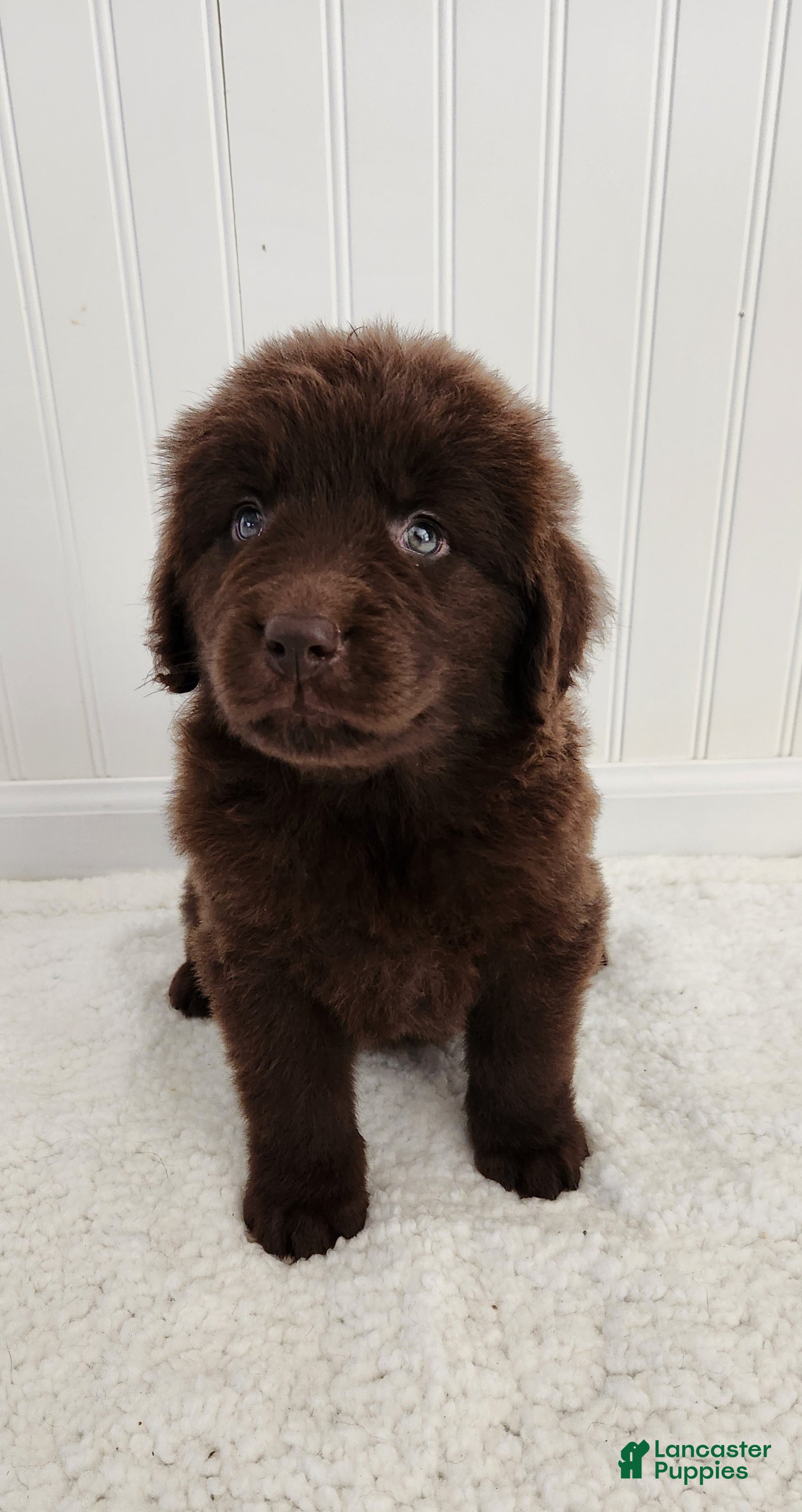 Newfoundland dogs for sale: Emma - Ad 1
