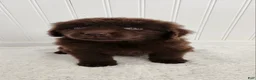 Newfoundland dogs for sale: Emma - Ad 1