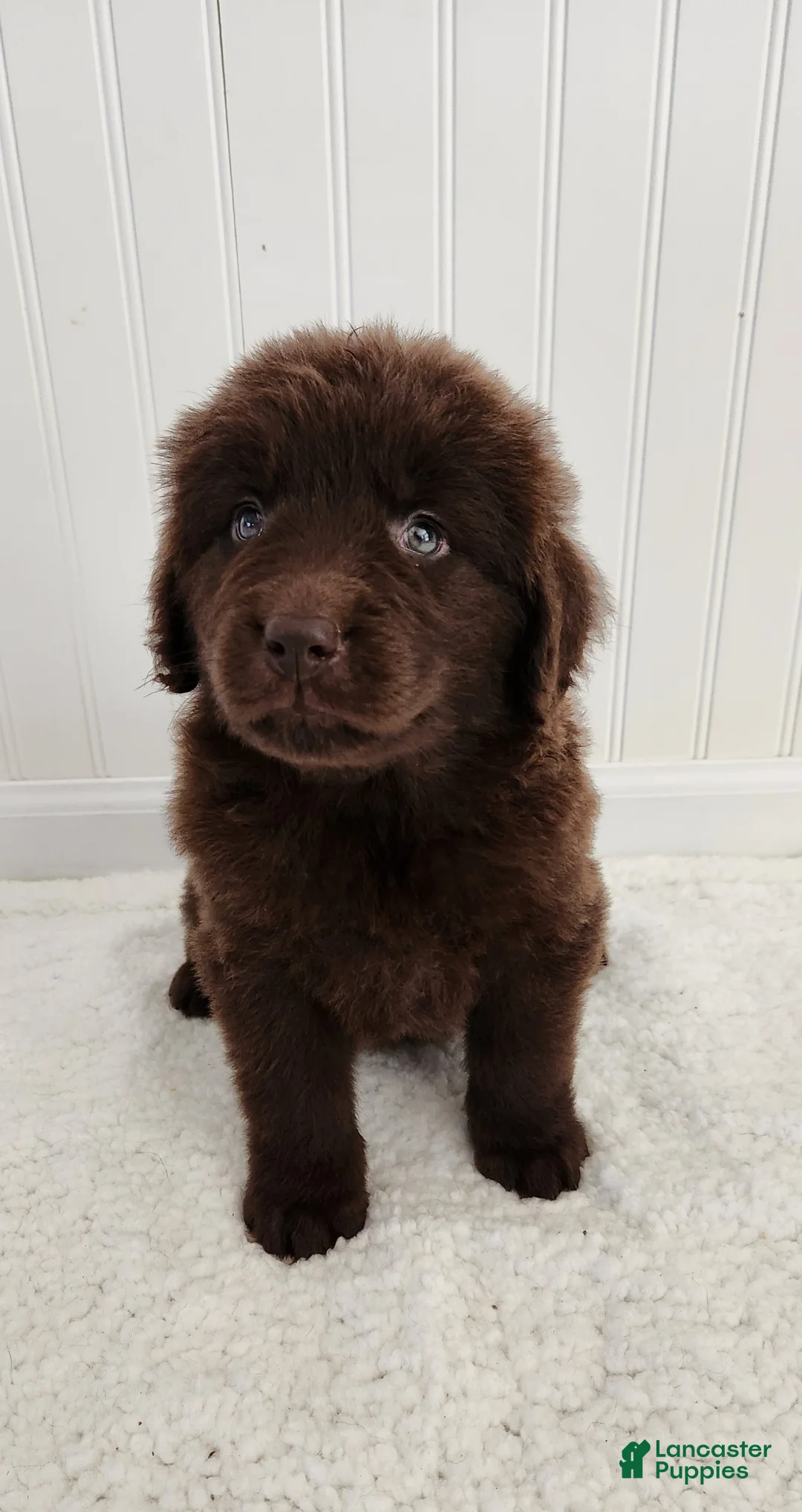 Newfoundland dogs for sale: Emma - Ad 1