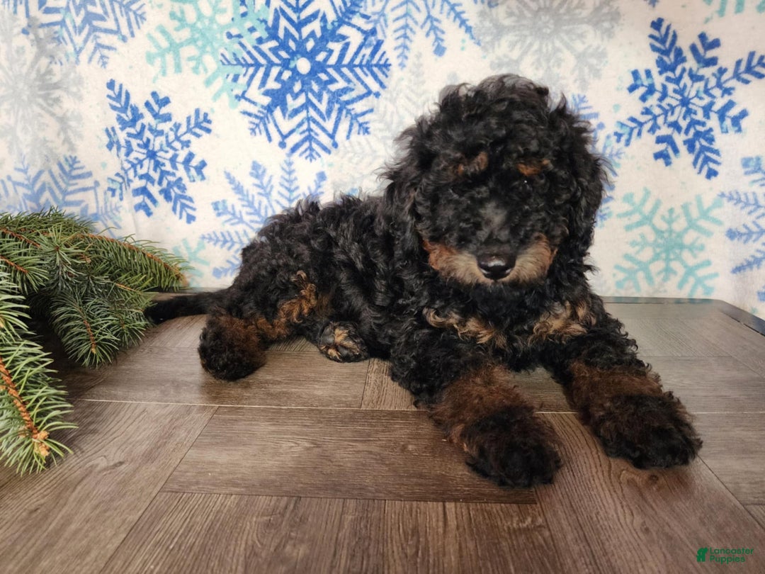 Mini Bernedoodle dogs for sale: Klaus - Ad 6