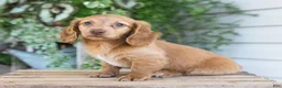 Dachshund dogs for sale: Winnie - Ad 12