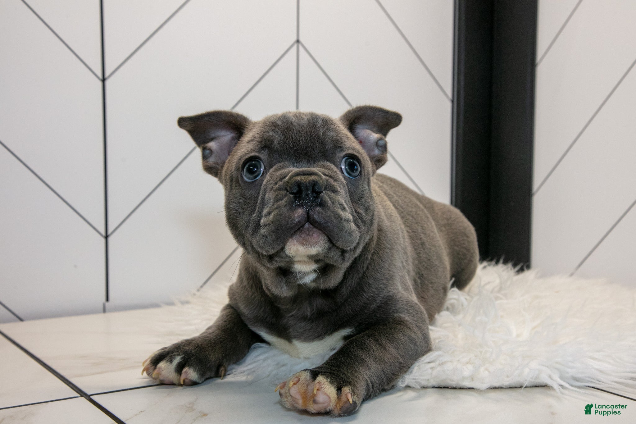 Frenchton dogs Vinny - Ad 1