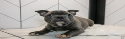 Frenchton dogs for sale: Vinny - Ad 1