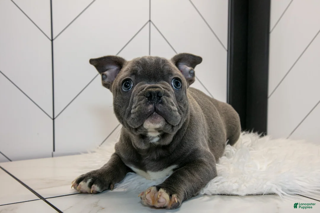 Frenchton dogs for sale: Vinny - Ad 1
