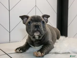 Frenchton dogs for sale: Vinny - Ad 1