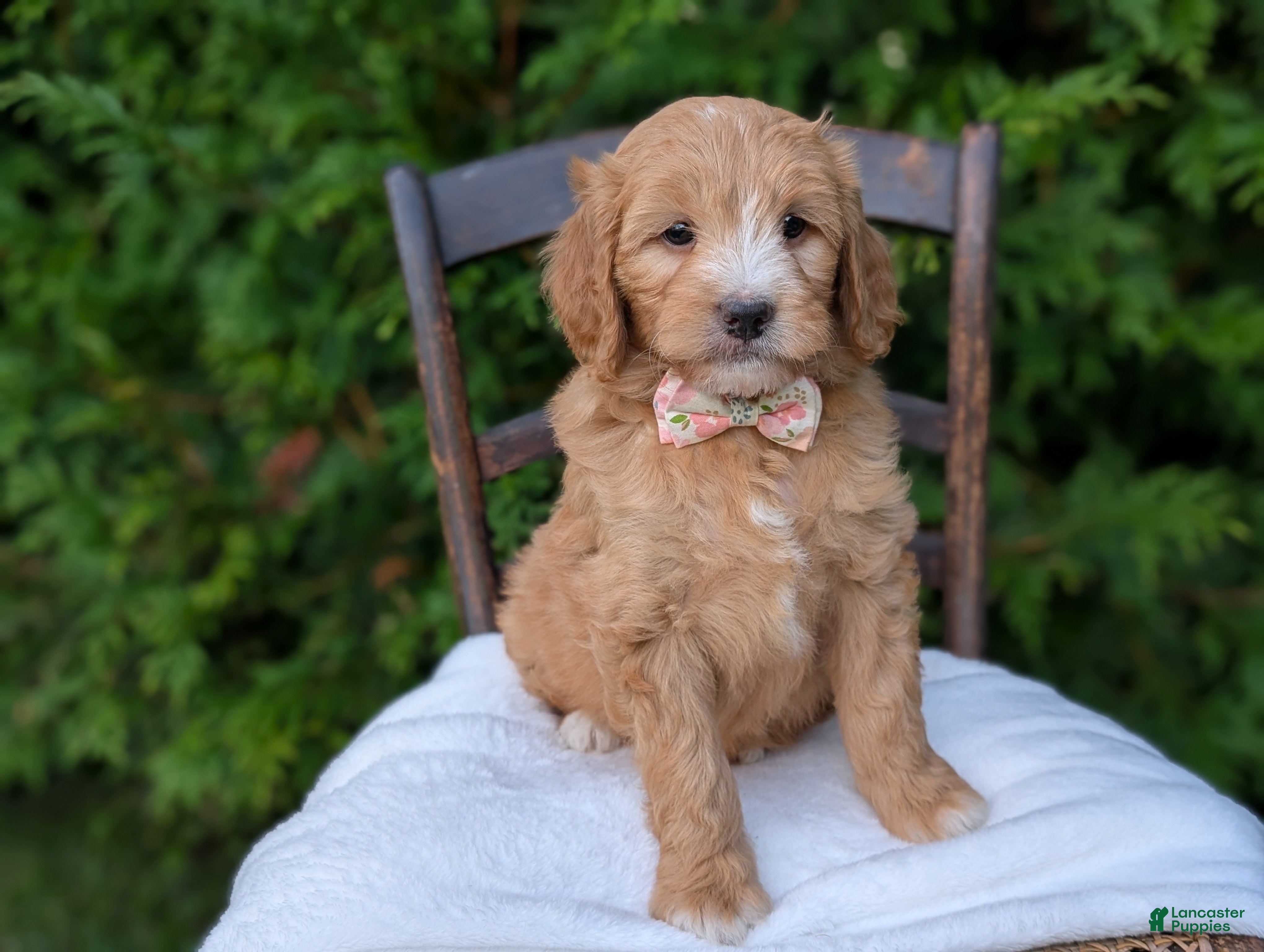 Mini Goldendoodle dogs Daisy - Ad 2
