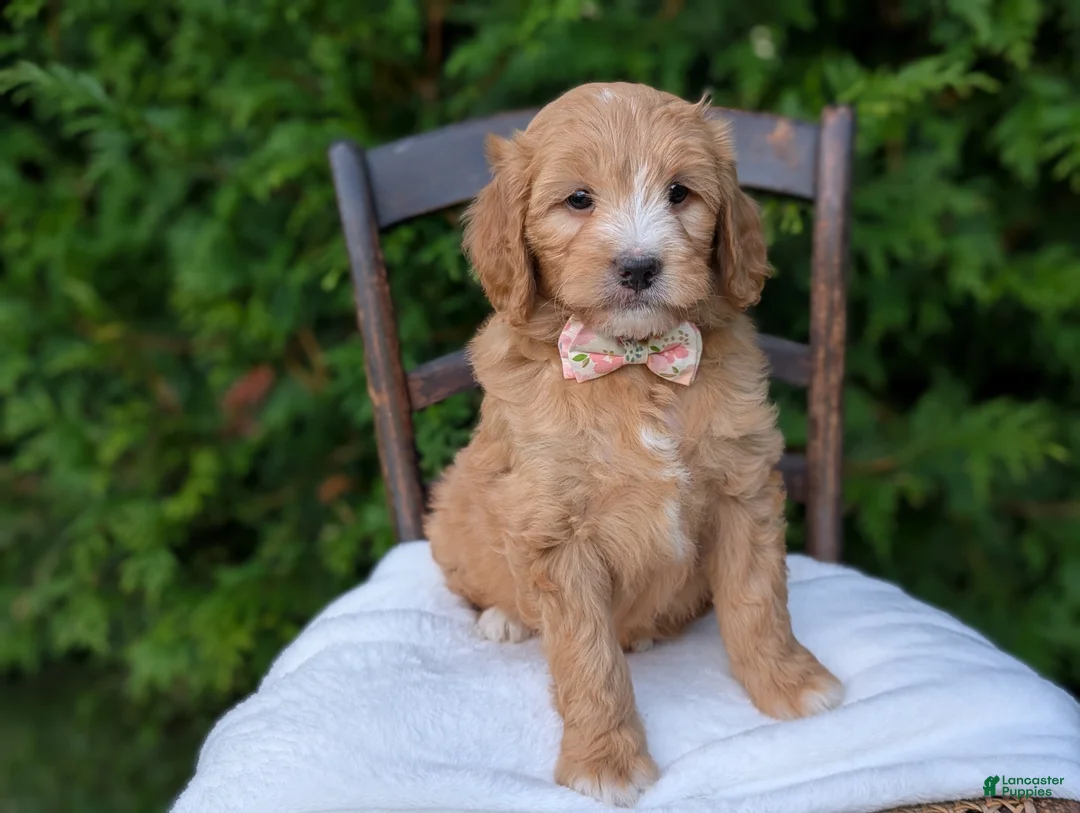 Mini Goldendoodle dogs for sale: Daisy - Ad 2