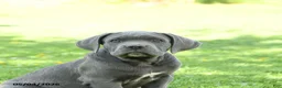 Cane Corso dogs for sale: Scott - Ad 4