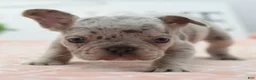 Mixed Breed dogs for sale: Bria merle - Ad 16