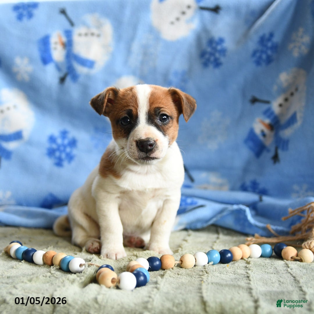 Jack Russell Terrier dogs for sale: Pepsi - Ad 2