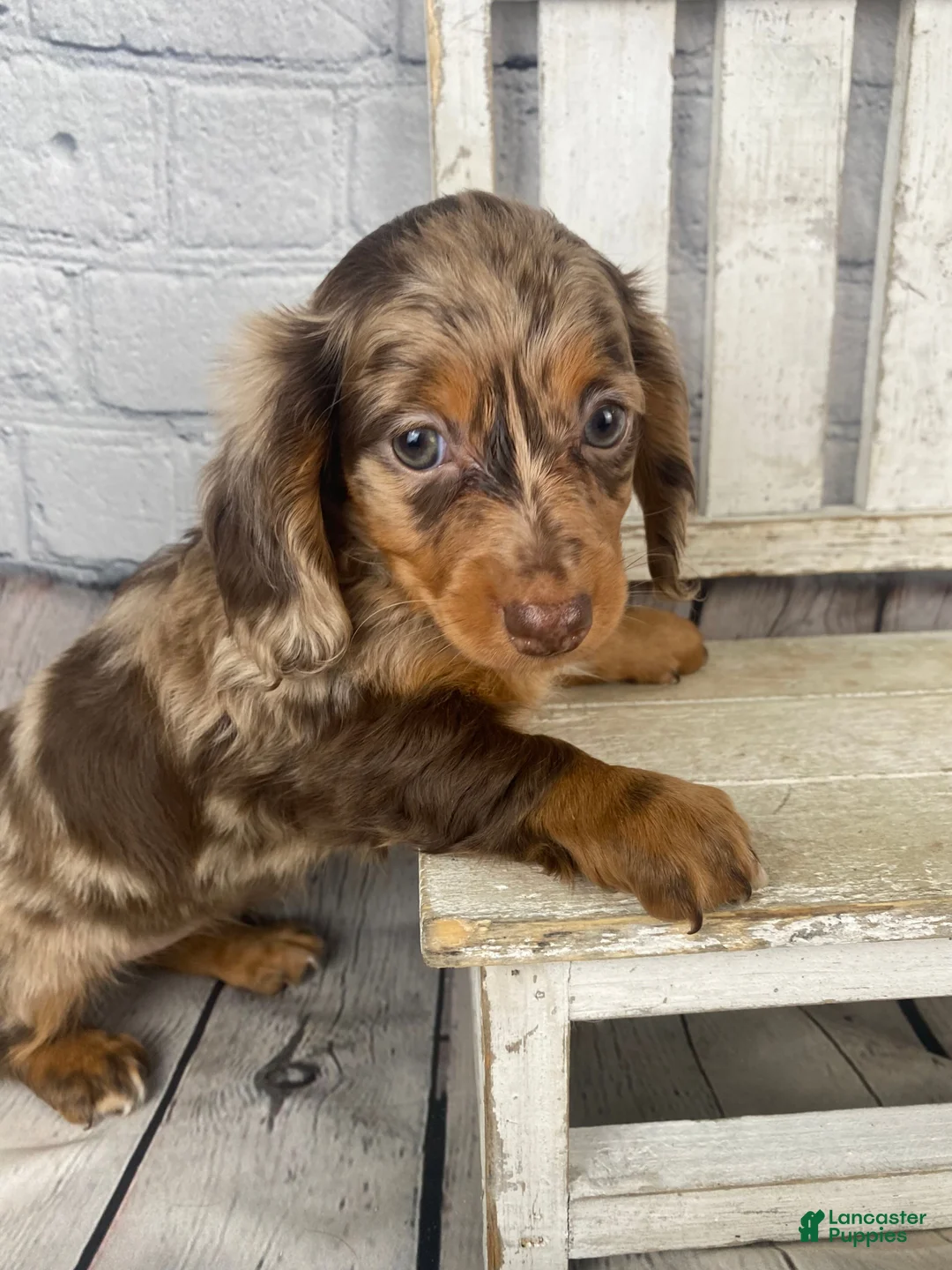 Miniature Dachshund dogs for sale: Abby - Ad 2