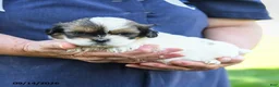 Shih Tzu dogs for sale: Matt  - Ad 3