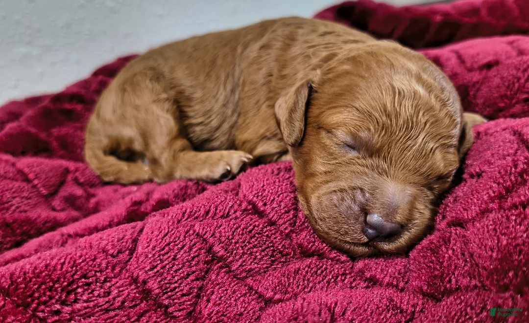 Mini Goldendoodle dogs for sale: Teddy Roo - Ad 2