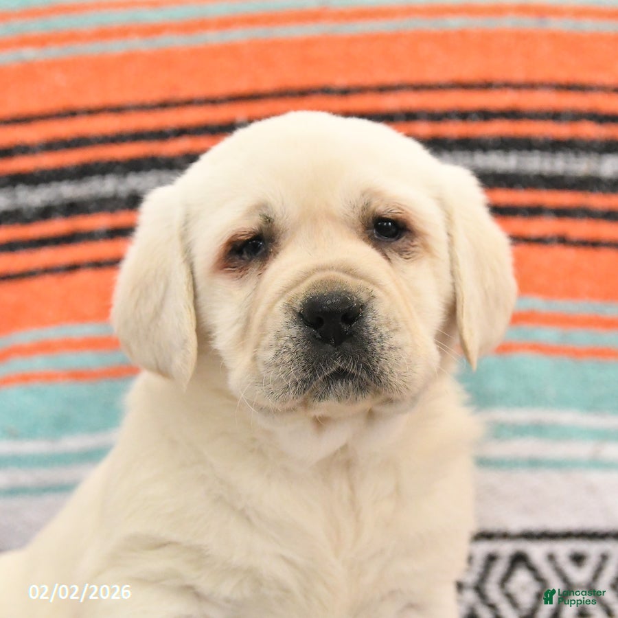 Labrador Retriever dogs Tank - Ad 2