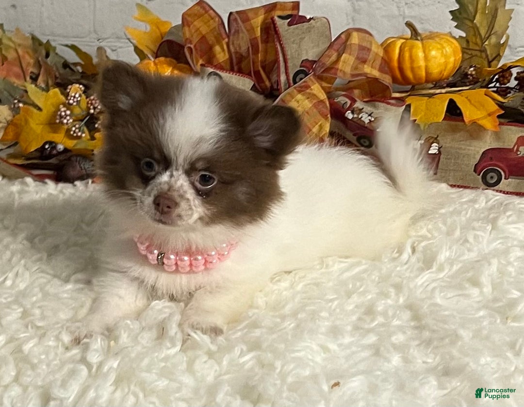 Chihuahua dogs for sale: Chihuahua Puppy 1 - Ad 5