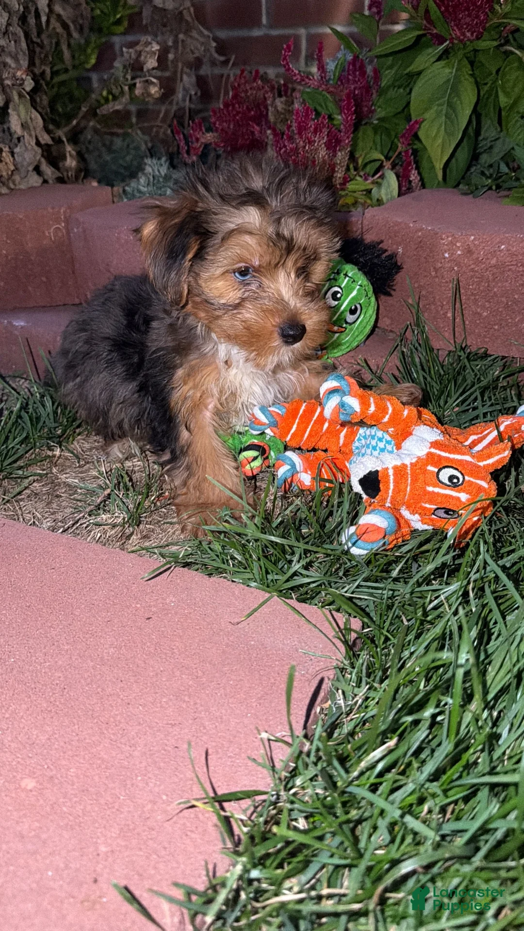 Yorkshire Terrier dogs for sale: Yorkshire Terrier 3 - Ad 6