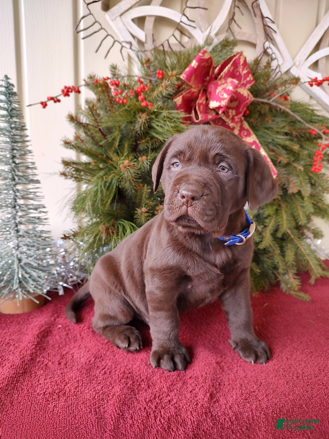 Labrador Retriever dogs for sale: Rugar - Ad 2