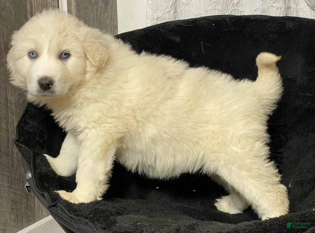 Great Pyrenees dogs for sale: Gina - Ad 2