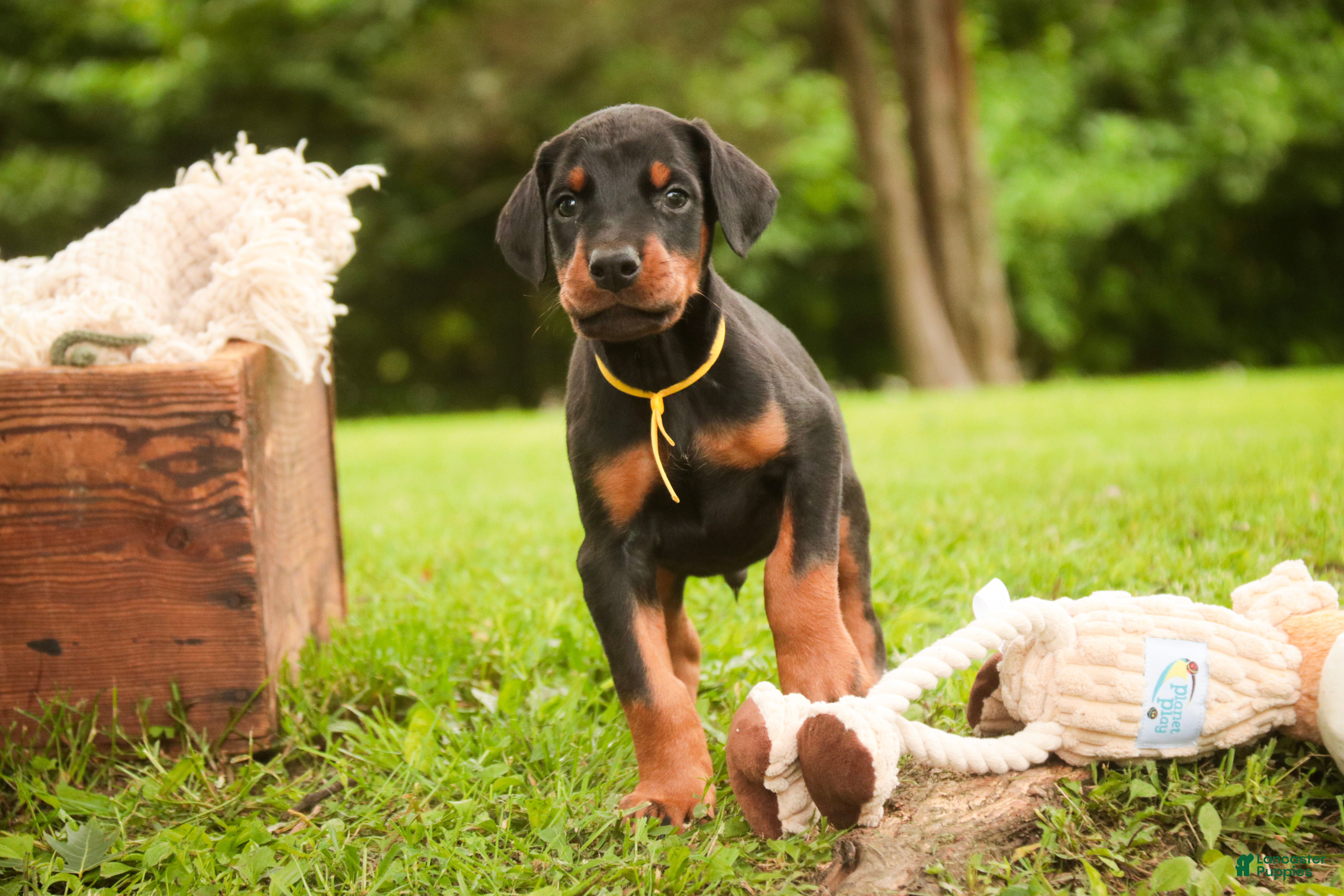 Doberman Pinscher dogs for sale: Leopold - Ad 3