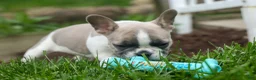French Bulldog dogs for sale: Ava Belle (Lilac Fawn & White) - Ad 6