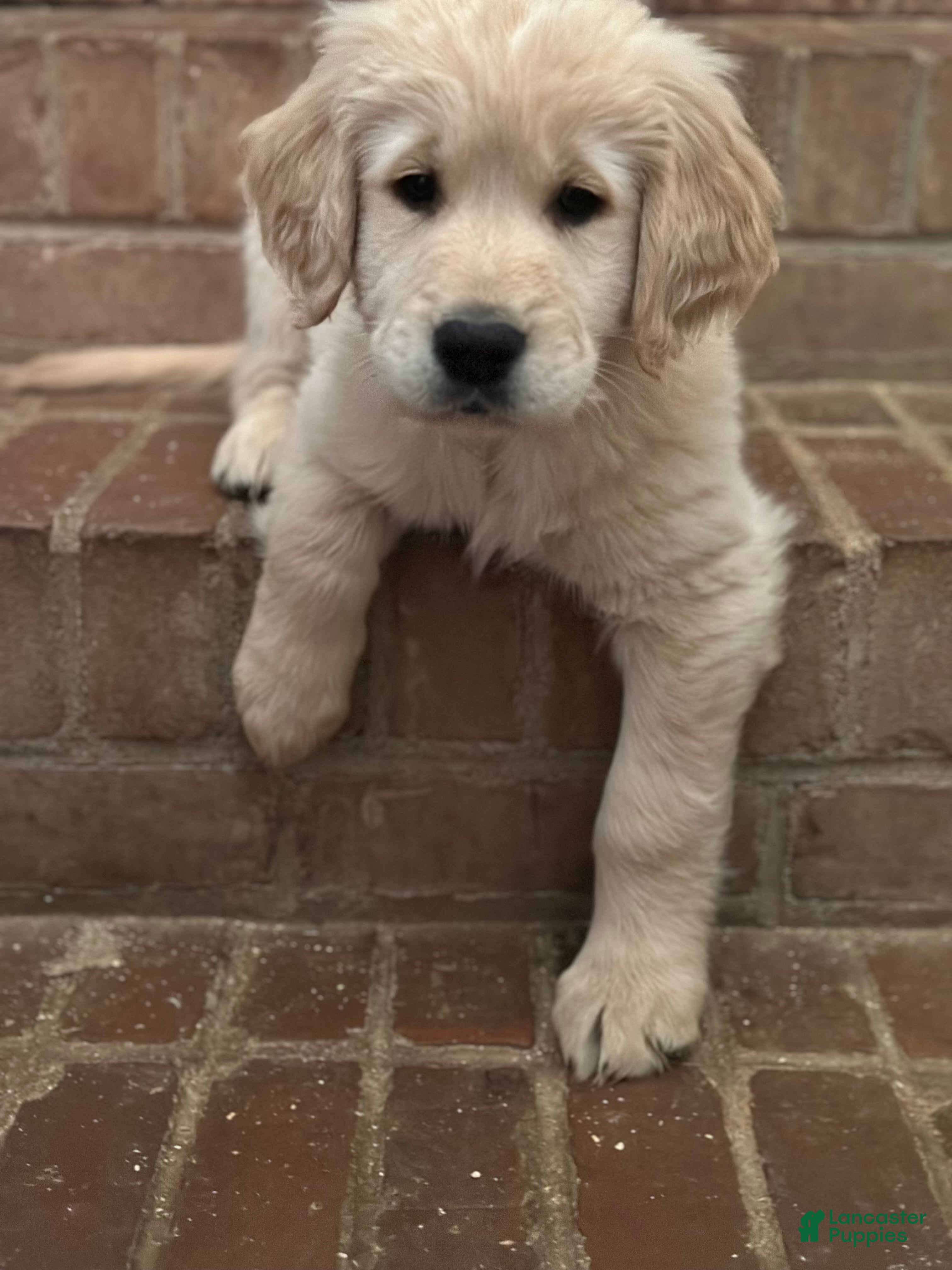 Golden Retriever dogs Tom Tom  - Ad 30