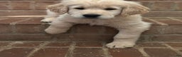 Golden Retriever dogs for sale: Tom Tom  - Ad 1