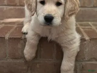 Golden Retriever dogs Tom Tom - Ad 33