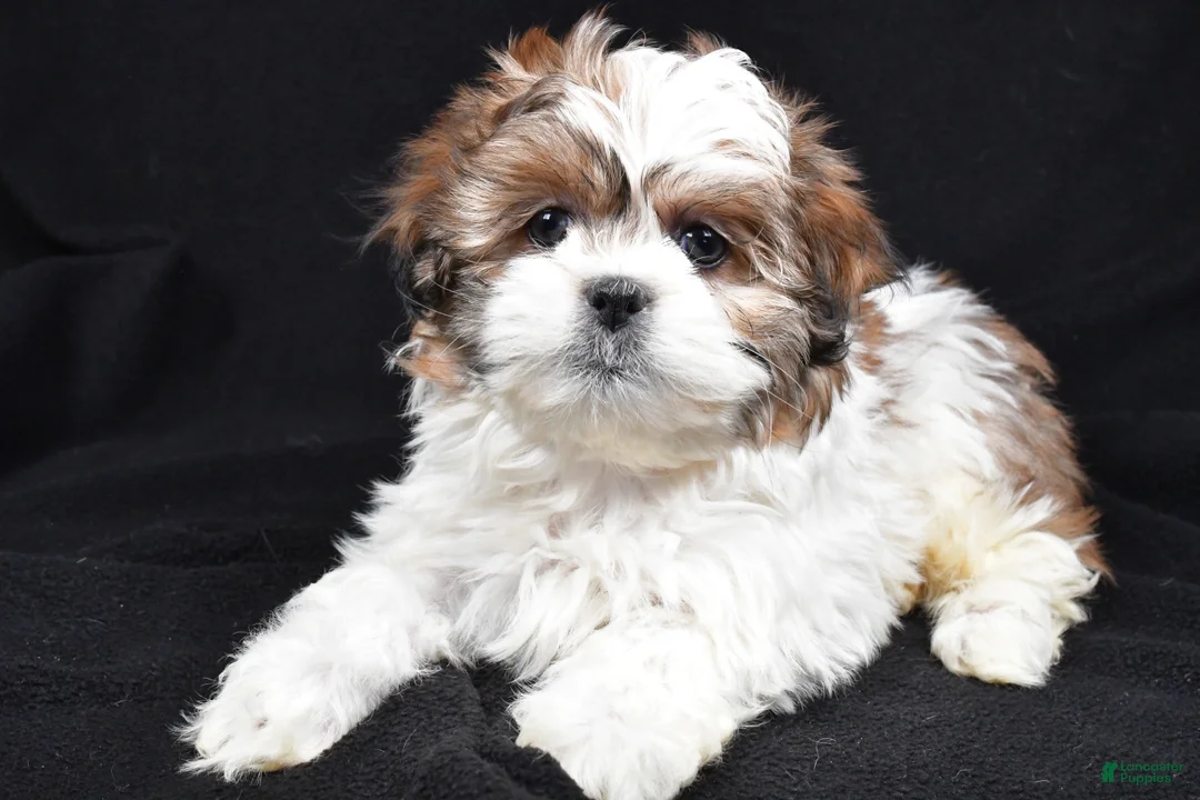 Teddy Bear dogs for sale: Ellie - Ad 6