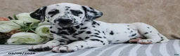 Dalmatian dogs for sale: Honor - Ad 4